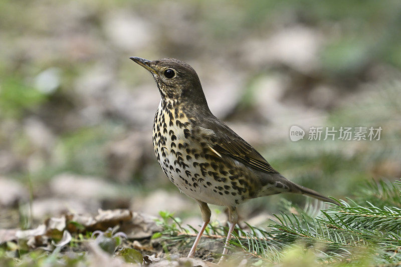 鹅口疮(Turdus philomelus)